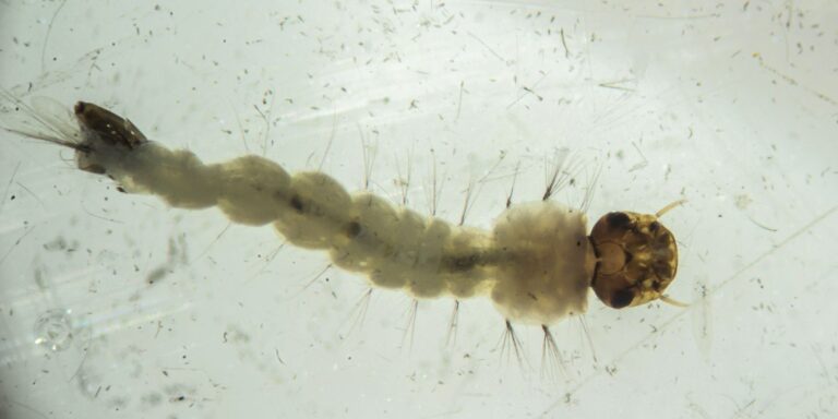 Brasil inaugura maior biofábrica do mundo de mosquitos “do bem”