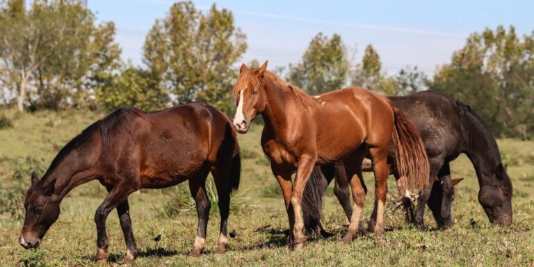 Ministério registra morte de 222 cavalos após ingestão de Nutratta
