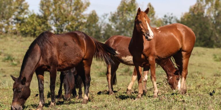 Ração contaminada mata 245 equinos em quatro estados