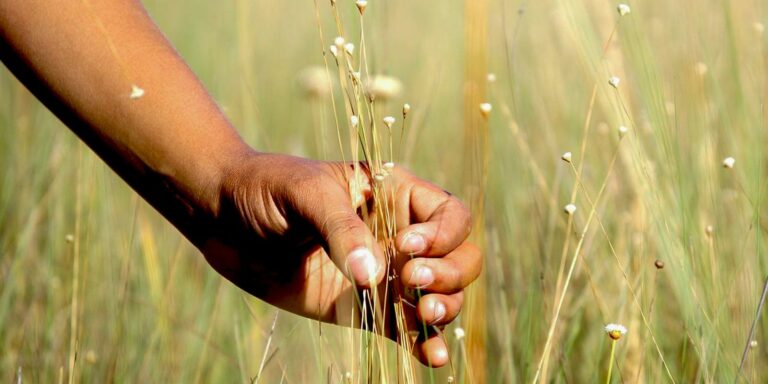 Povoado Mumbuca realiza Festa da Colheita, que promove o Capim Dourado