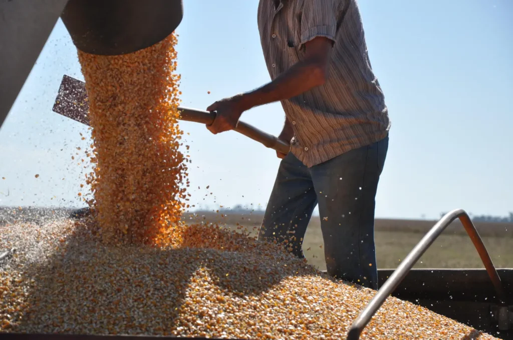 Safra 2024/25 Conab produção Brasil RS – estimativa de grãos no país e no Rio Grande do Sul