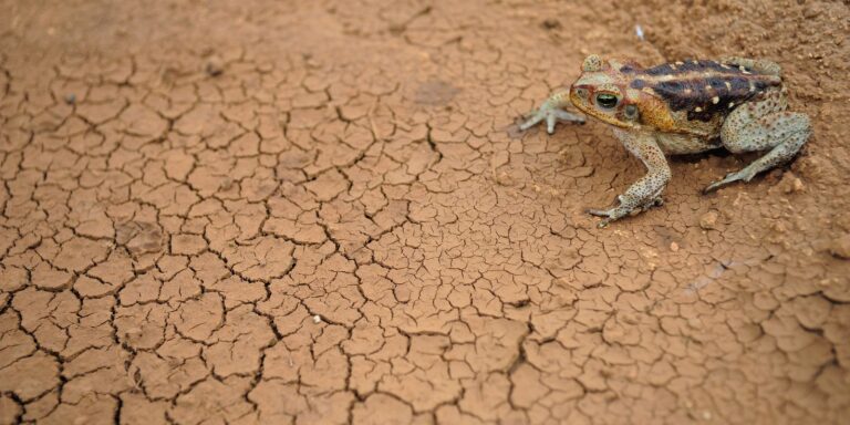 Doze cidades em estado de emergência por excesso ou falta de chuva