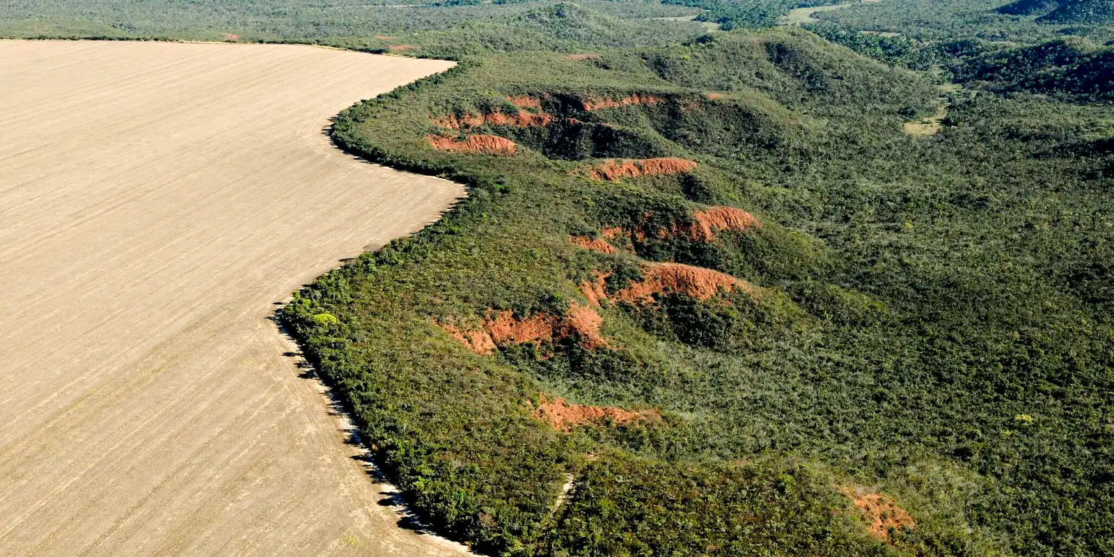 Muito além da soja: uso sustentável do Cerrado é estratégico