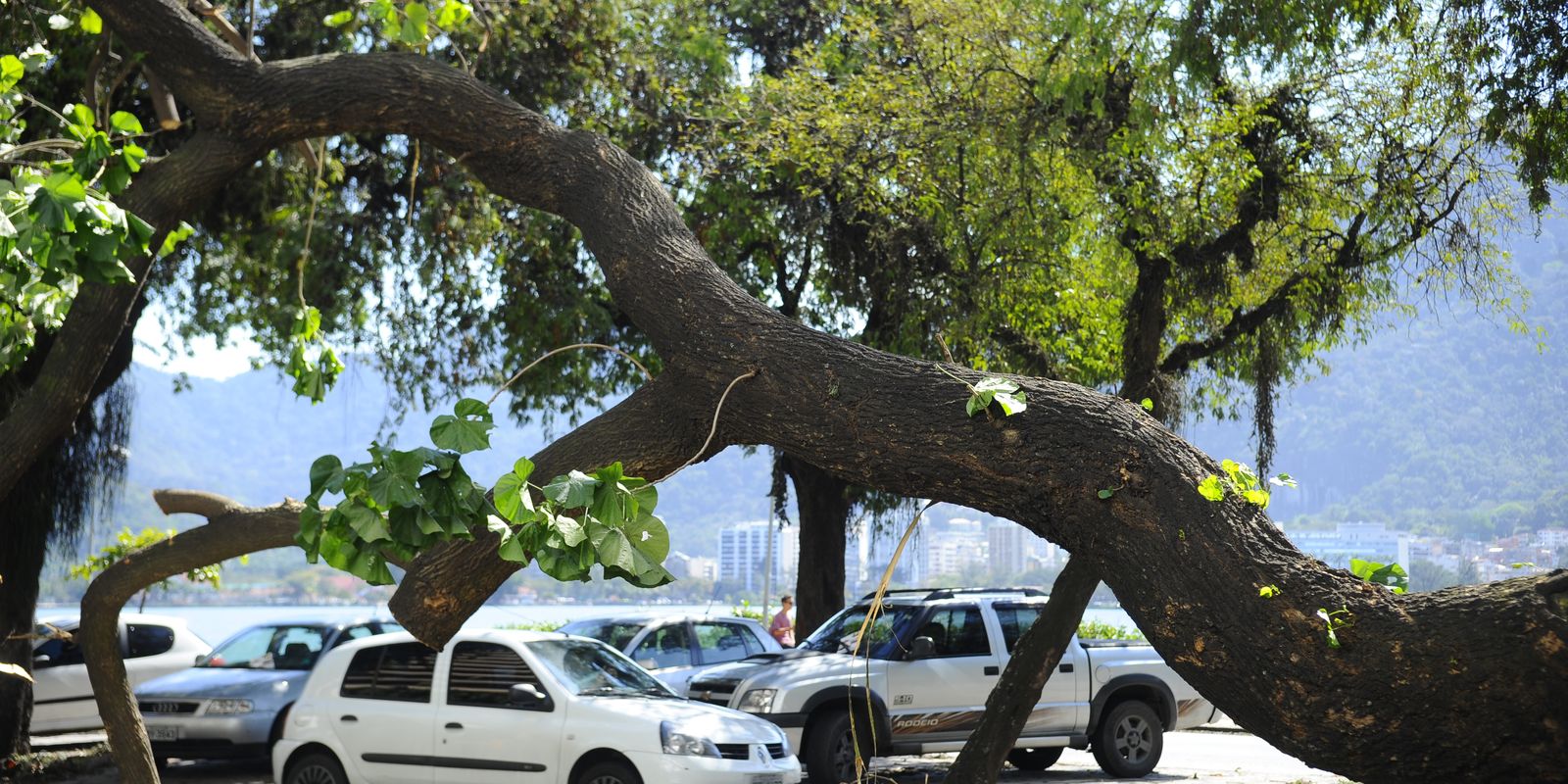 Cidades Verdes, do Ministério do Meio Ambiente, recebe 323 iniciativas