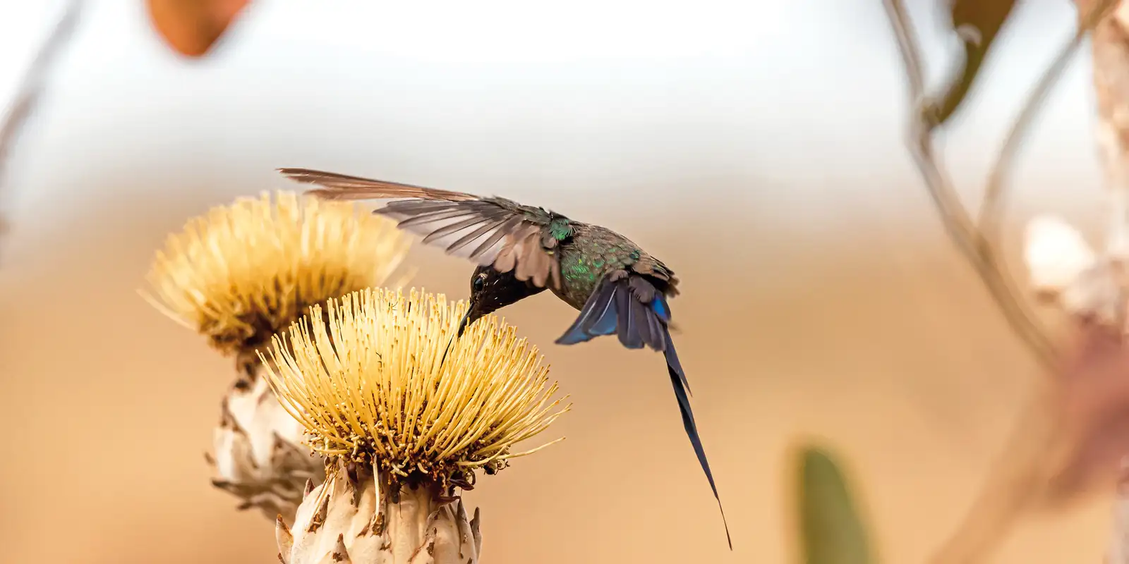 Viva Maria ecoa as vozes femininas do Cerrado