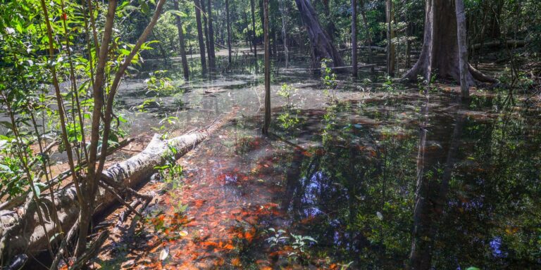 Dinossauros viveram na Amazônia, descobrem pesquisadores de Roraima