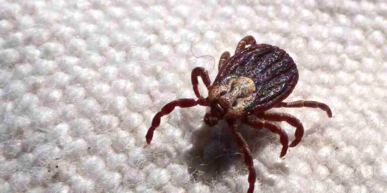 Febre maculosa causa mais duas mortes no interior de São Paulo