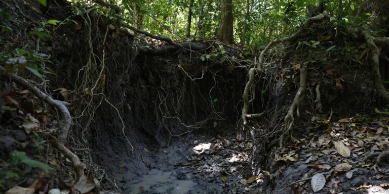 Brasil tem mais de 37 bilhões de toneladas de carbono orgânico no solo