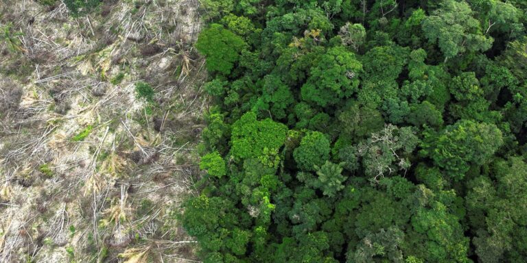 Áreas desmatadas da Amazônia sofrem com aumento de temperatura na seca