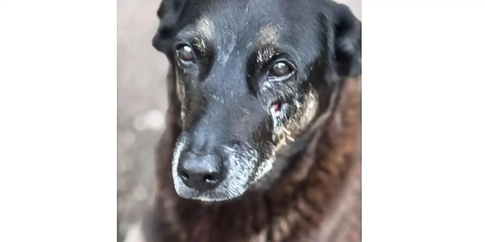 Caso Orelha: o que se sabe sobre até agora sobre a morte do cão em SC