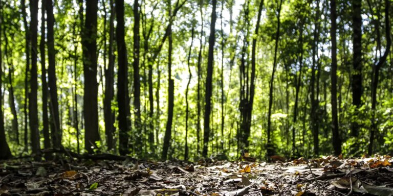 Começa o período de Defeso Florestal no Amazonas