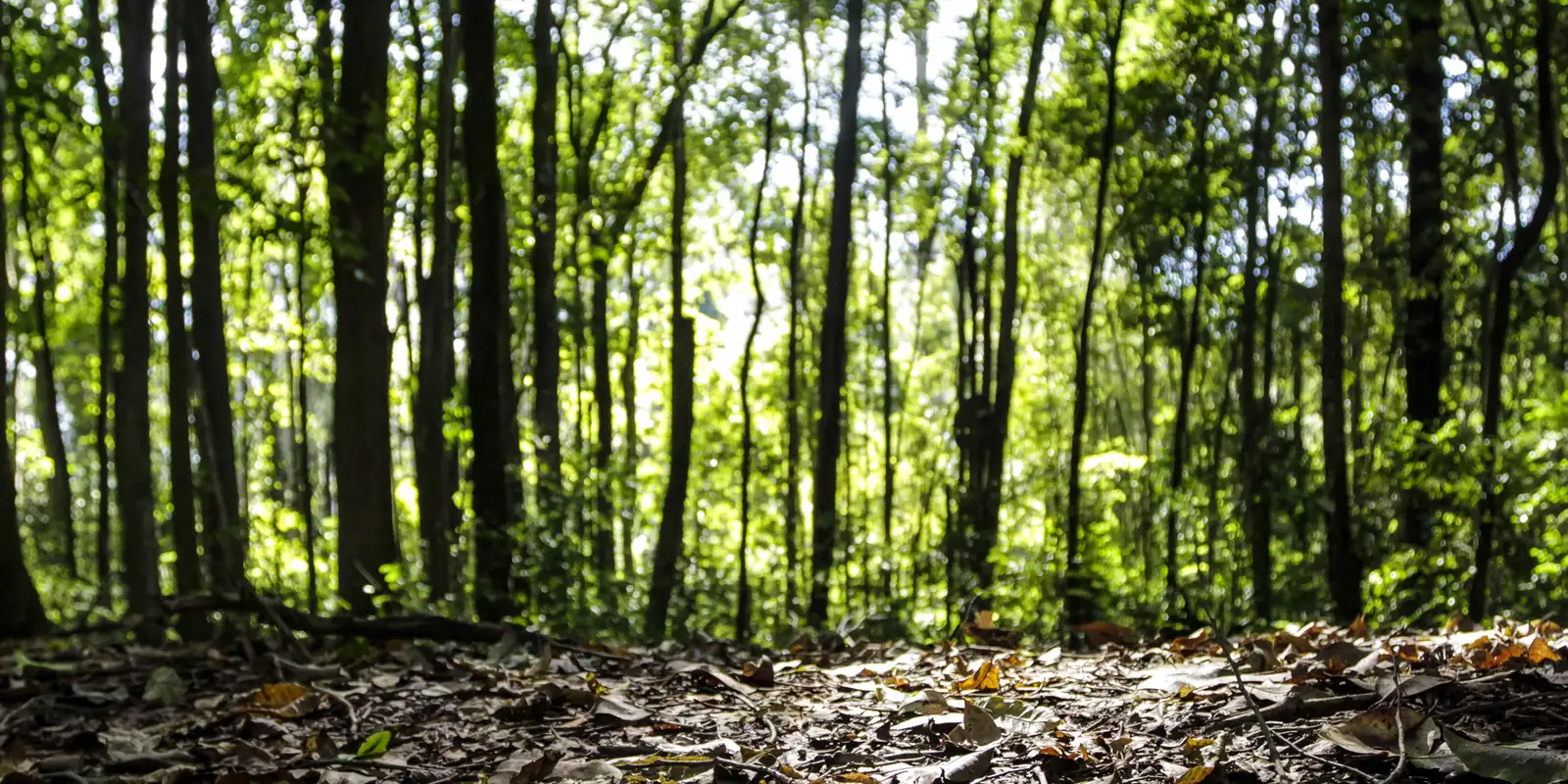 Começa o período de Defeso Florestal no Amazonas
