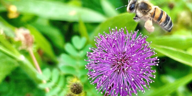 Viva Maria destaca direito das abelhas e alerta ambiental