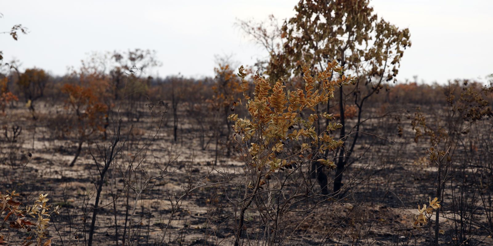 Viva Maria saúda trabalho de Jocelita no combate aos crimes ambientais