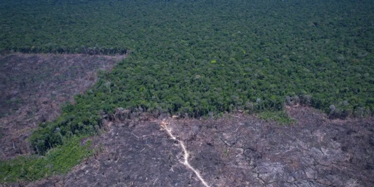 Desmatamento na Amazônia cai 17% no primeiro trimestre de 2026