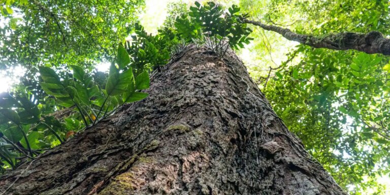 Florestas degradadas da Amazônia estão se tornando mais vulneráveis