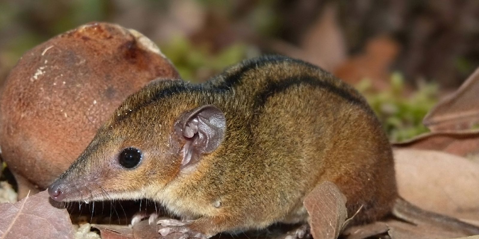 Pesquisadores descobrem nova espécie de marsupial exclusiva do RJ
