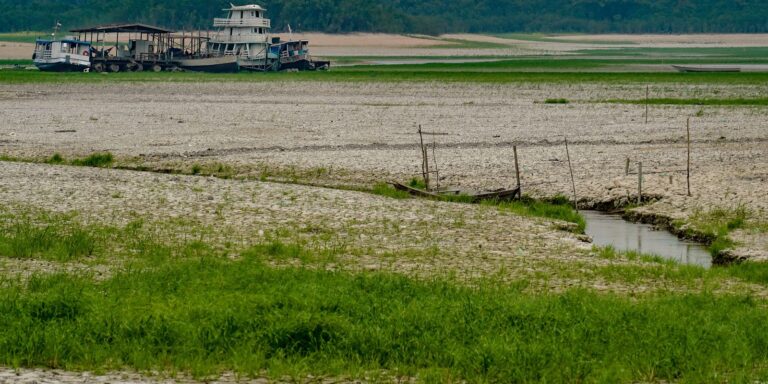 Amazônia apresenta sinais de adaptação às mudanças climáticas