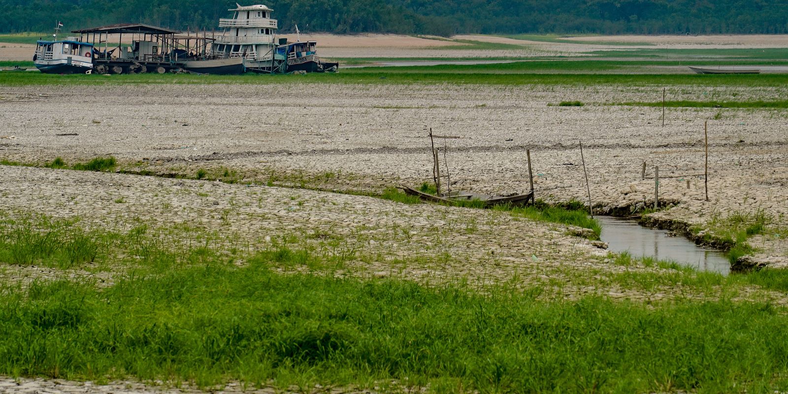 Amazônia apresenta sinais de adaptação às mudanças climáticas