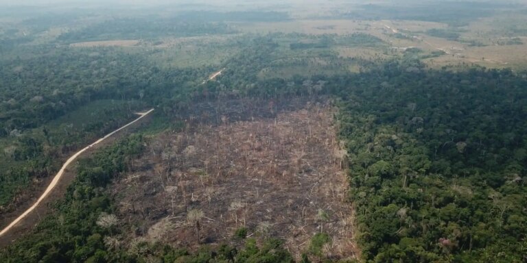 Amazônia registra queda de 35% nos alertas de desmatamento em junho