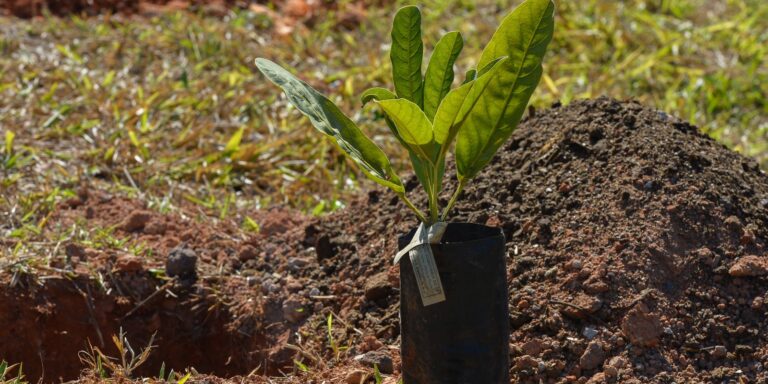 Sesi Lab inaugura espaço que abriga sistema agroecológico educativo