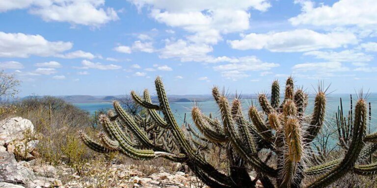 Consórcio Nordeste negocia recursos na COP17 da ONU