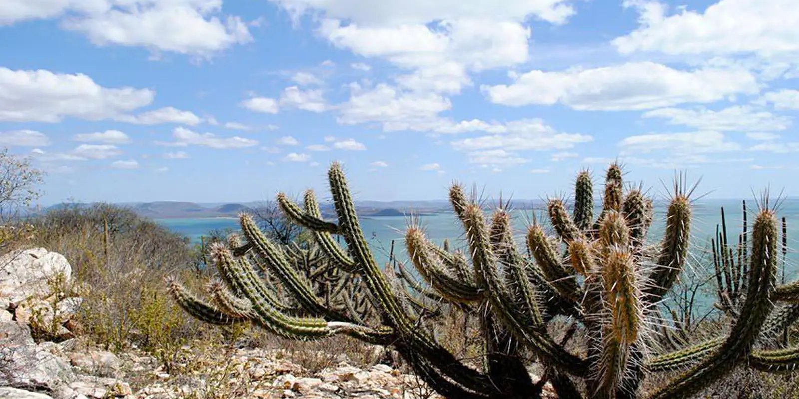 Consórcio Nordeste negocia recursos na COP17 da ONU