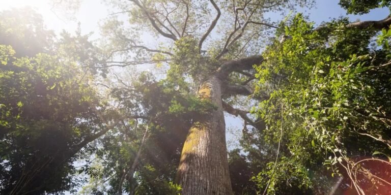 El Niño intensifica calor e reduz chuva em área preservada na Amazônia