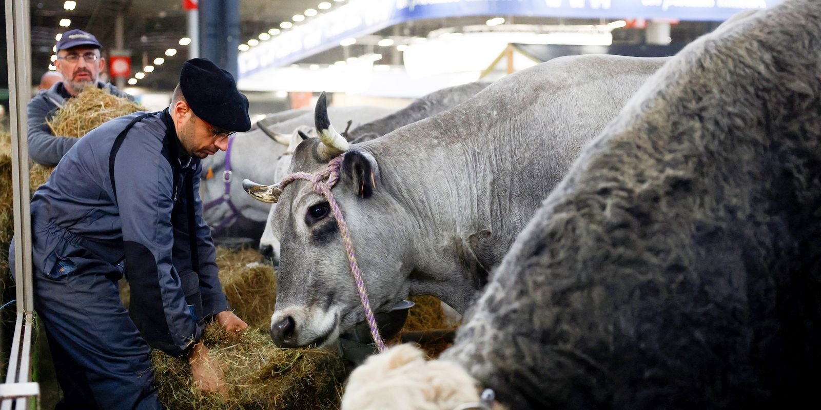 França registra 1º caso humano do vírus Shamonda que afeta animais